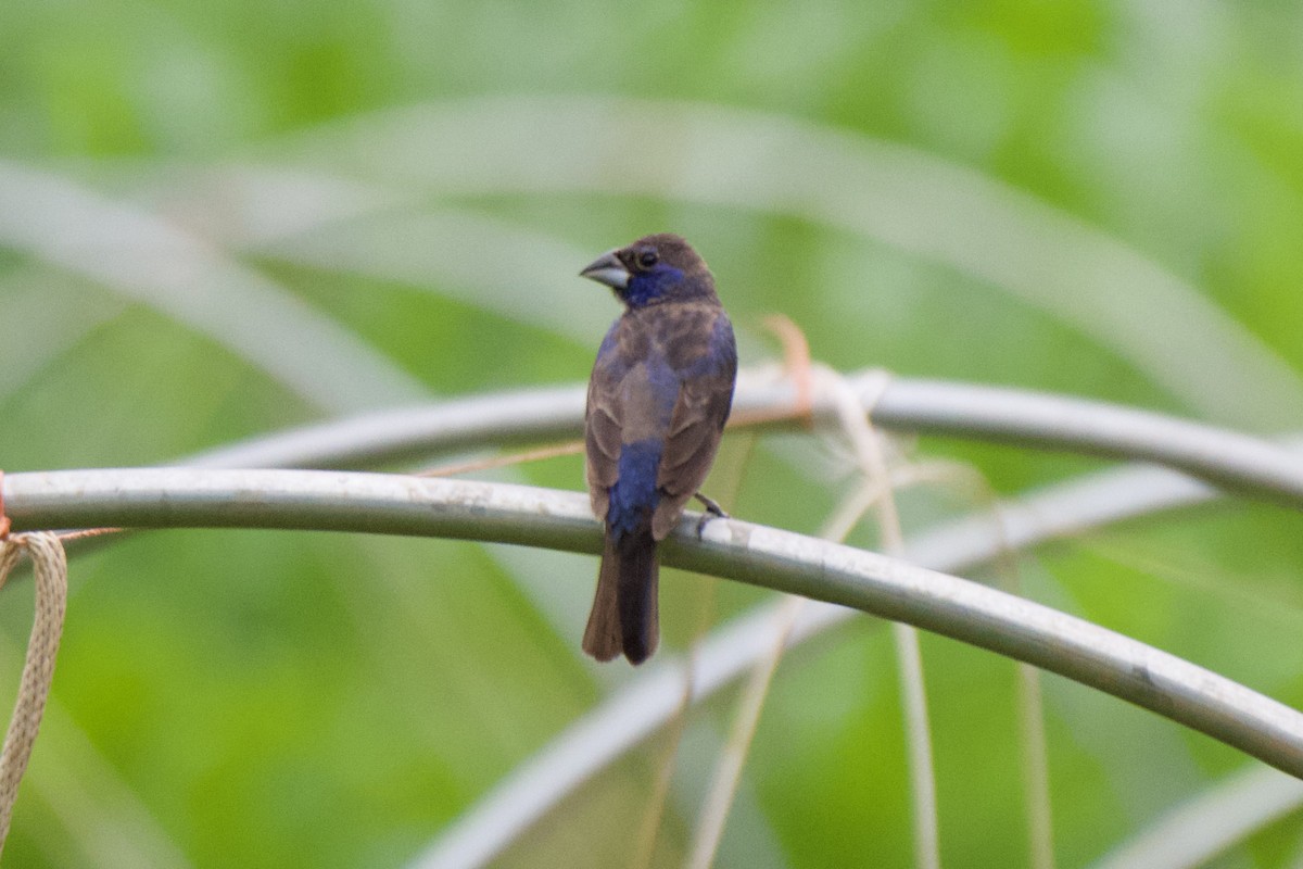 Blue Grosbeak - ML594557631