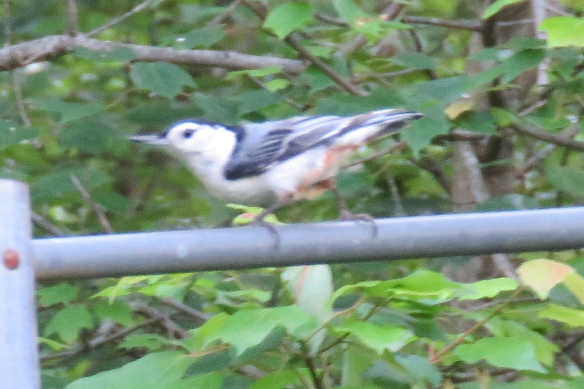 White-breasted Nuthatch - michele ramsey