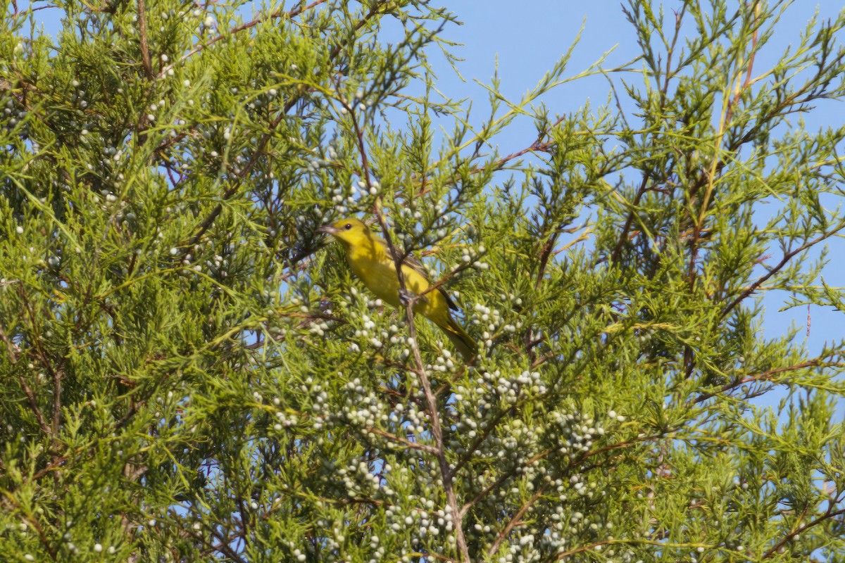 Orchard Oriole - ML594559371