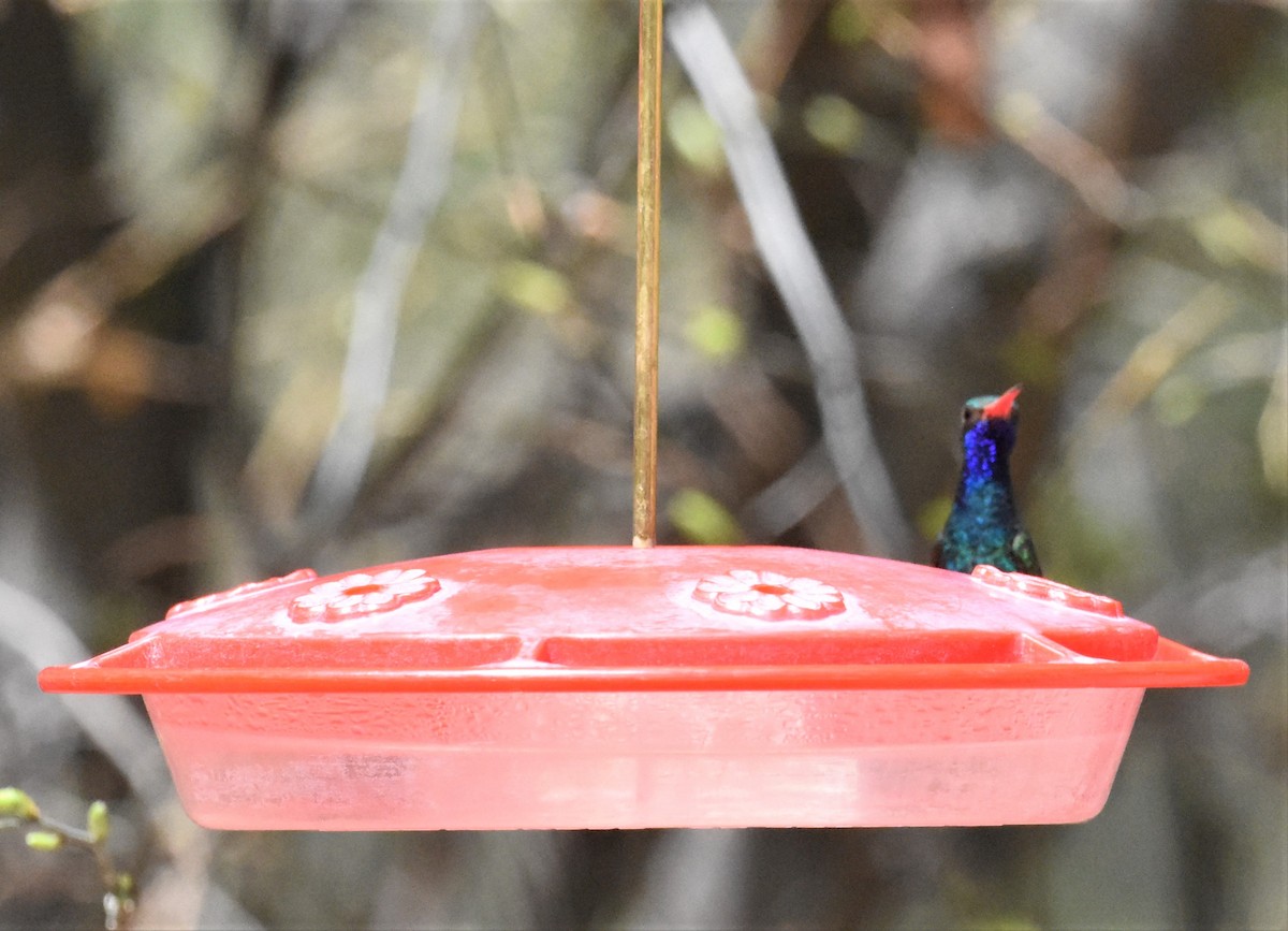 Broad-billed Hummingbird - ML594560301