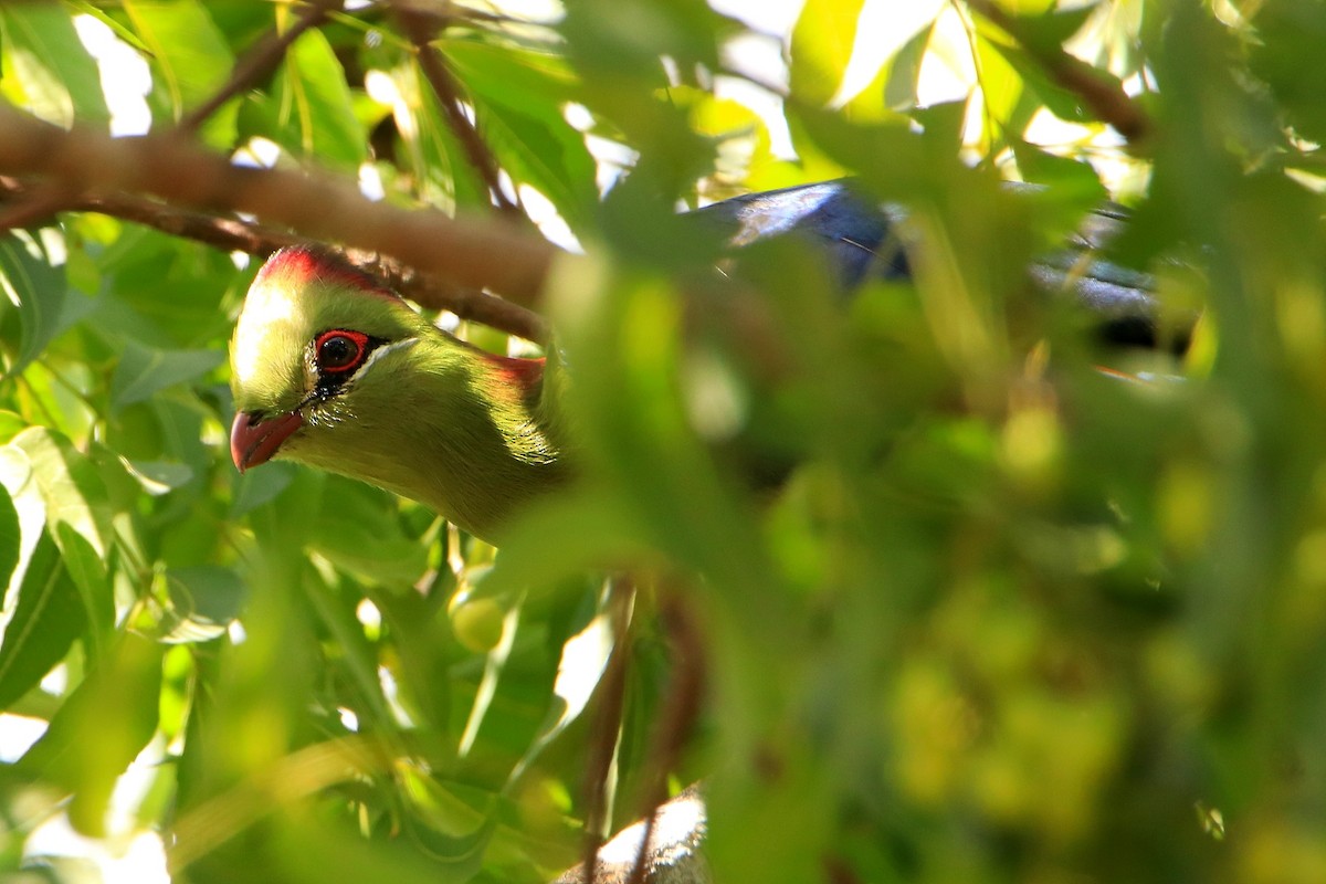 Fischer's Turaco - ML594560361