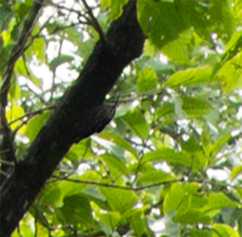 Indian Spotted Creeper - ML594561321