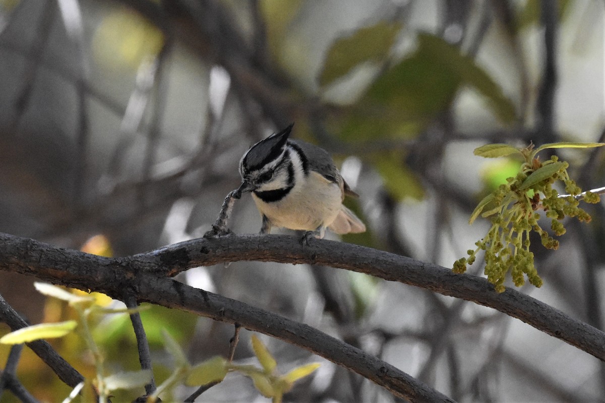 Bridled Titmouse - ML594561451