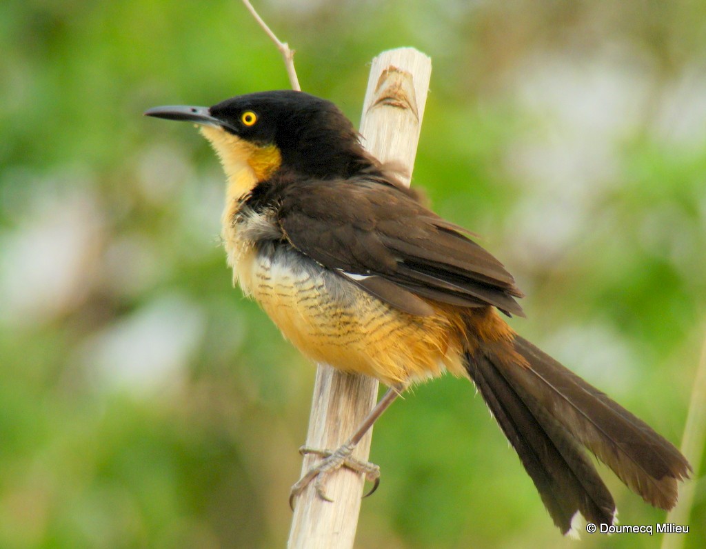 Black-capped Donacobius - Ricardo  Doumecq Milieu