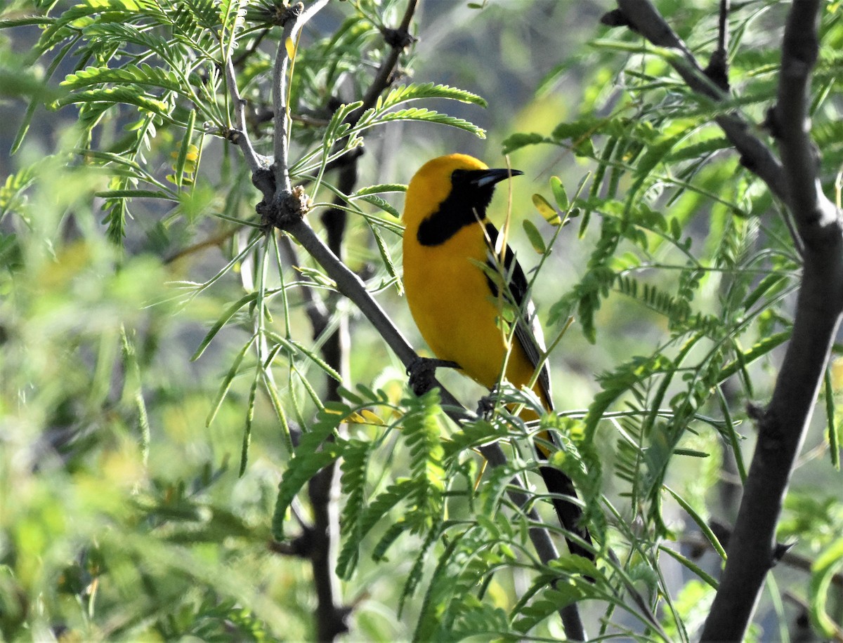 Hooded Oriole - ML594562001