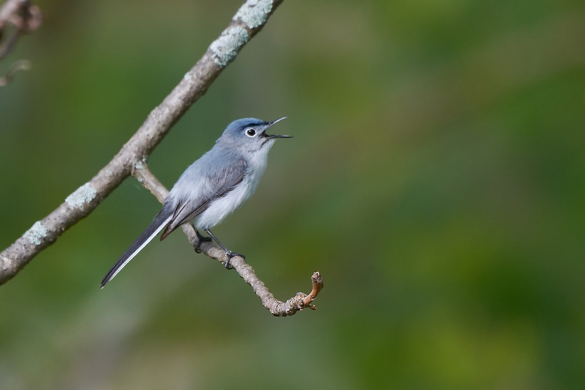 Blue-gray Gnatcatcher - ML59456261