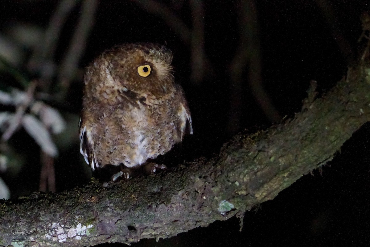 Mountain Scops-Owl - ML594562681