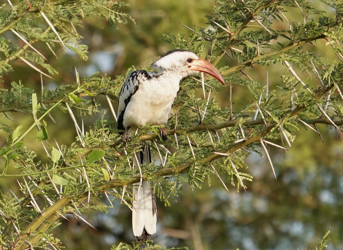 Northern Red-billed Hornbill - Edurne Ugarte