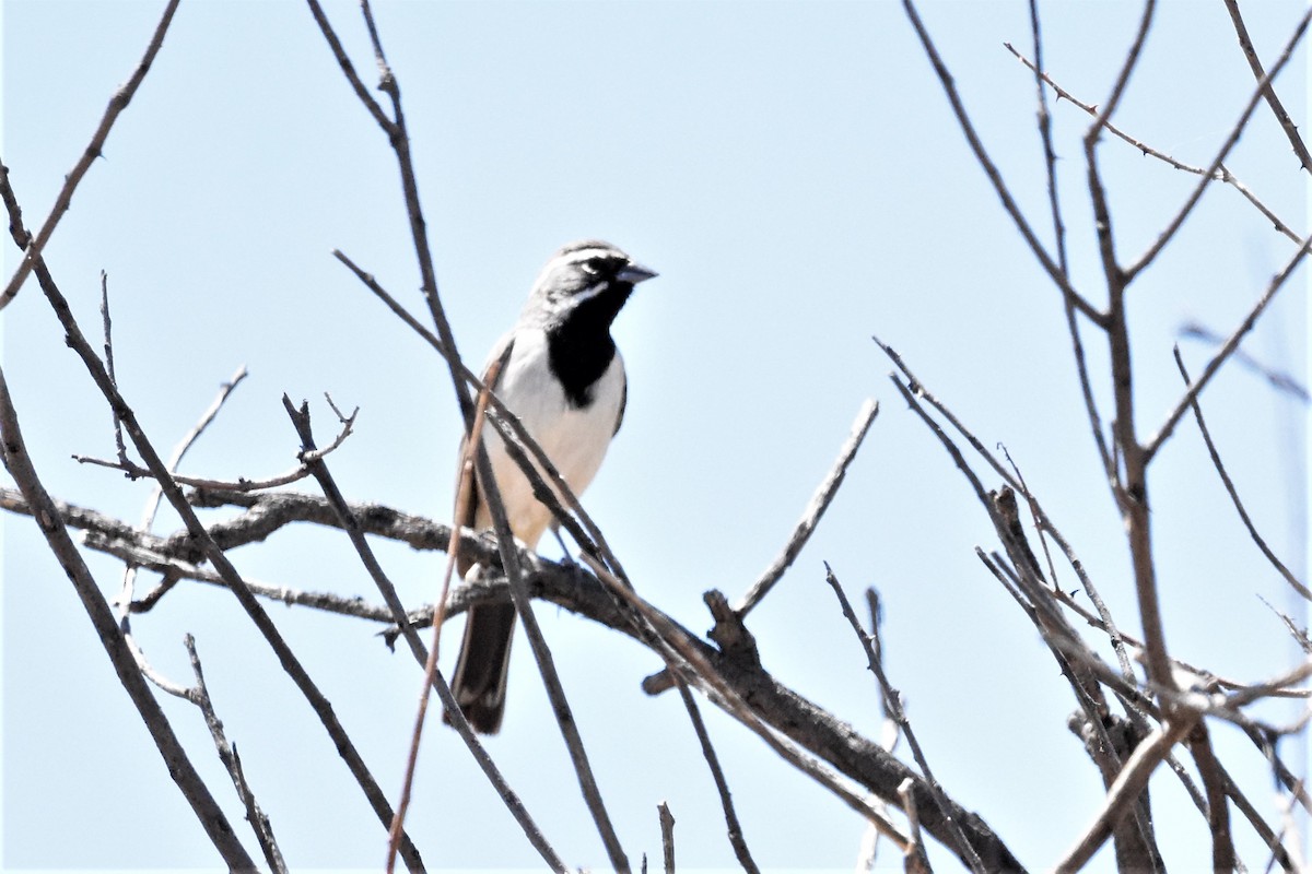 Black-throated Sparrow - Jerry Davis