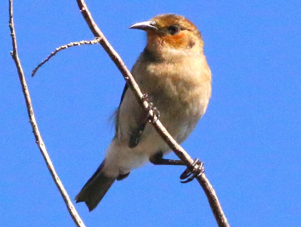 アカハワイミツスイ - ML59456471