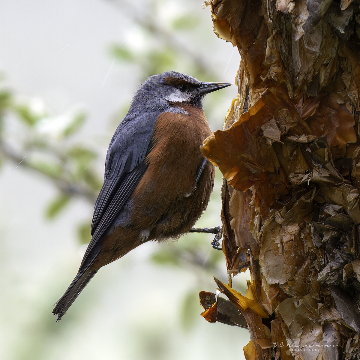 Giant Conebill - ML594564811