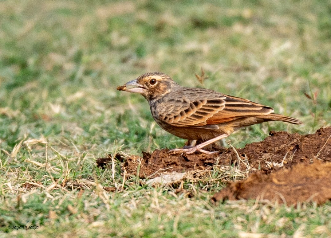 Bengal Bushlark - ML594565881