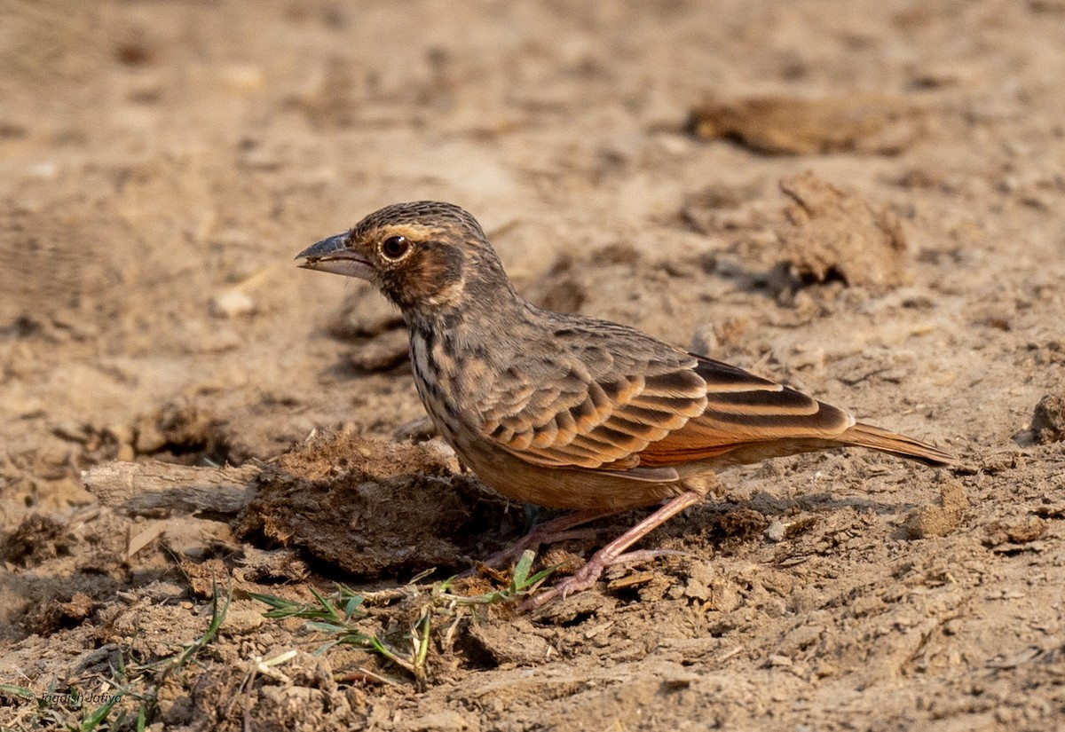 Bengal Bushlark - ML594565891