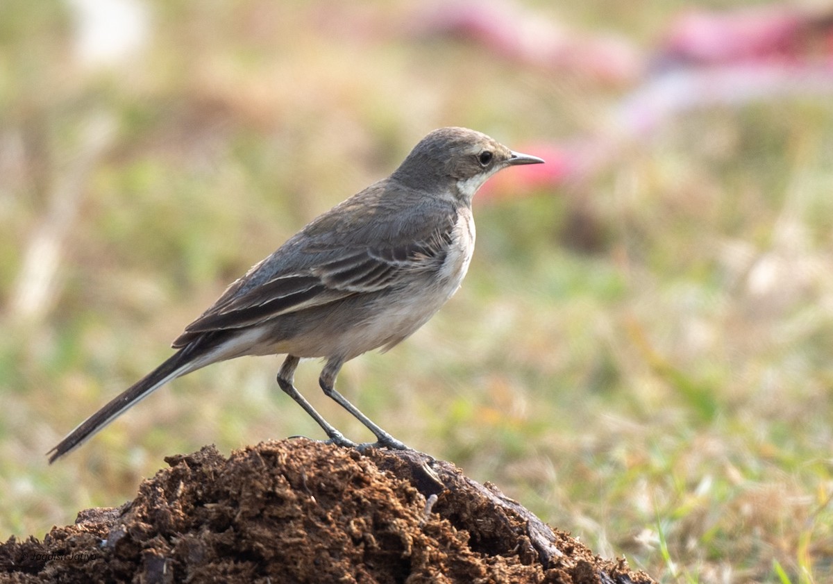 Long-billed Pipit - ML594566161