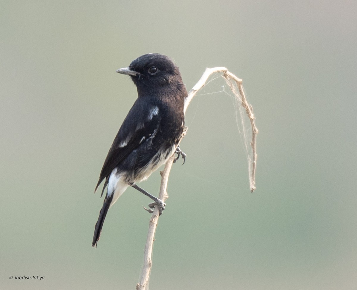 Pied Bushchat - ML594566551