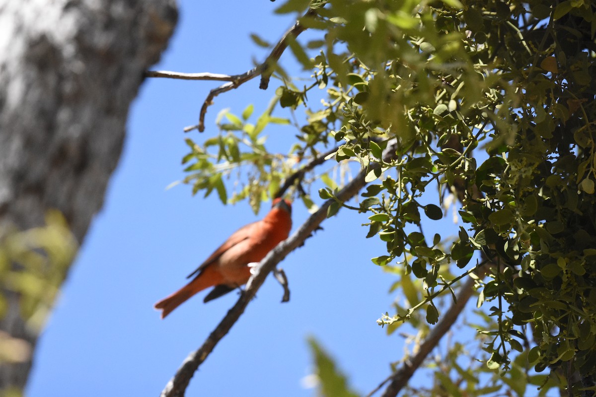 Hepatic Tanager - ML594566891