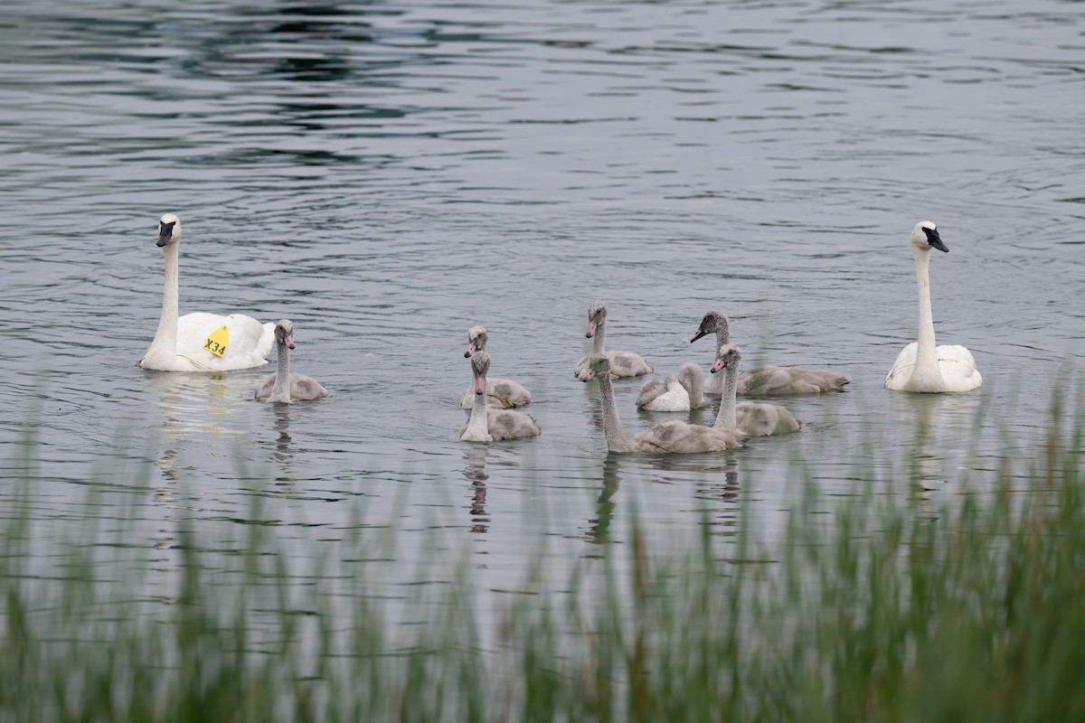 Trumpeter Swan - ML594567771