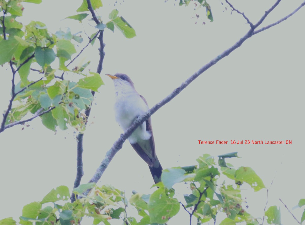 Yellow-billed/Black-billed Cuckoo - ML594567921