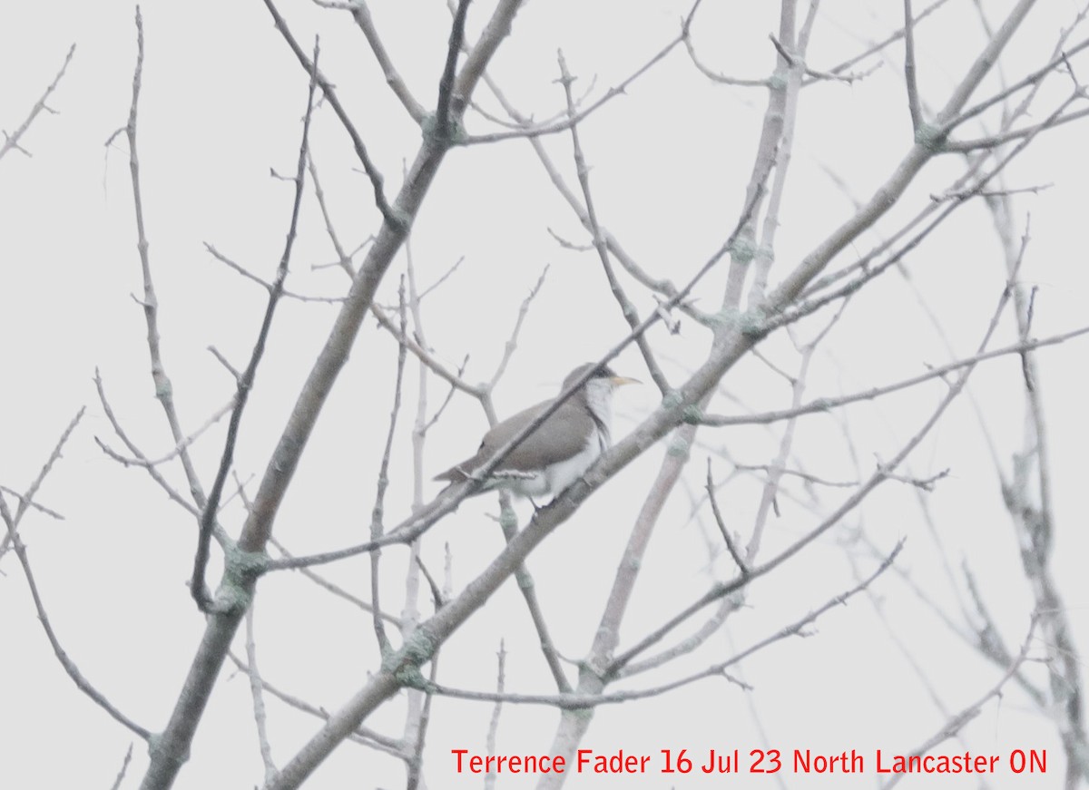 Yellow-billed/Black-billed Cuckoo - ML594567931