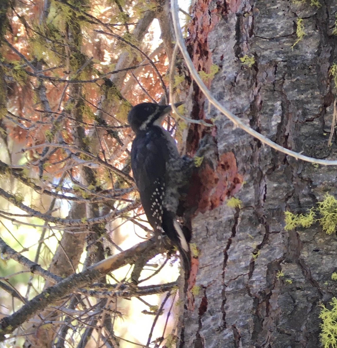 Black-backed Woodpecker - ML594569221