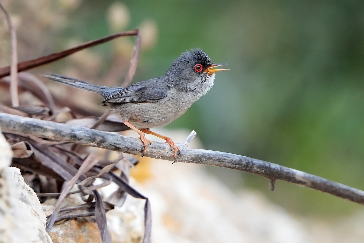 Balearic Warbler - Daniel López-Velasco | Ornis Birding Expeditions