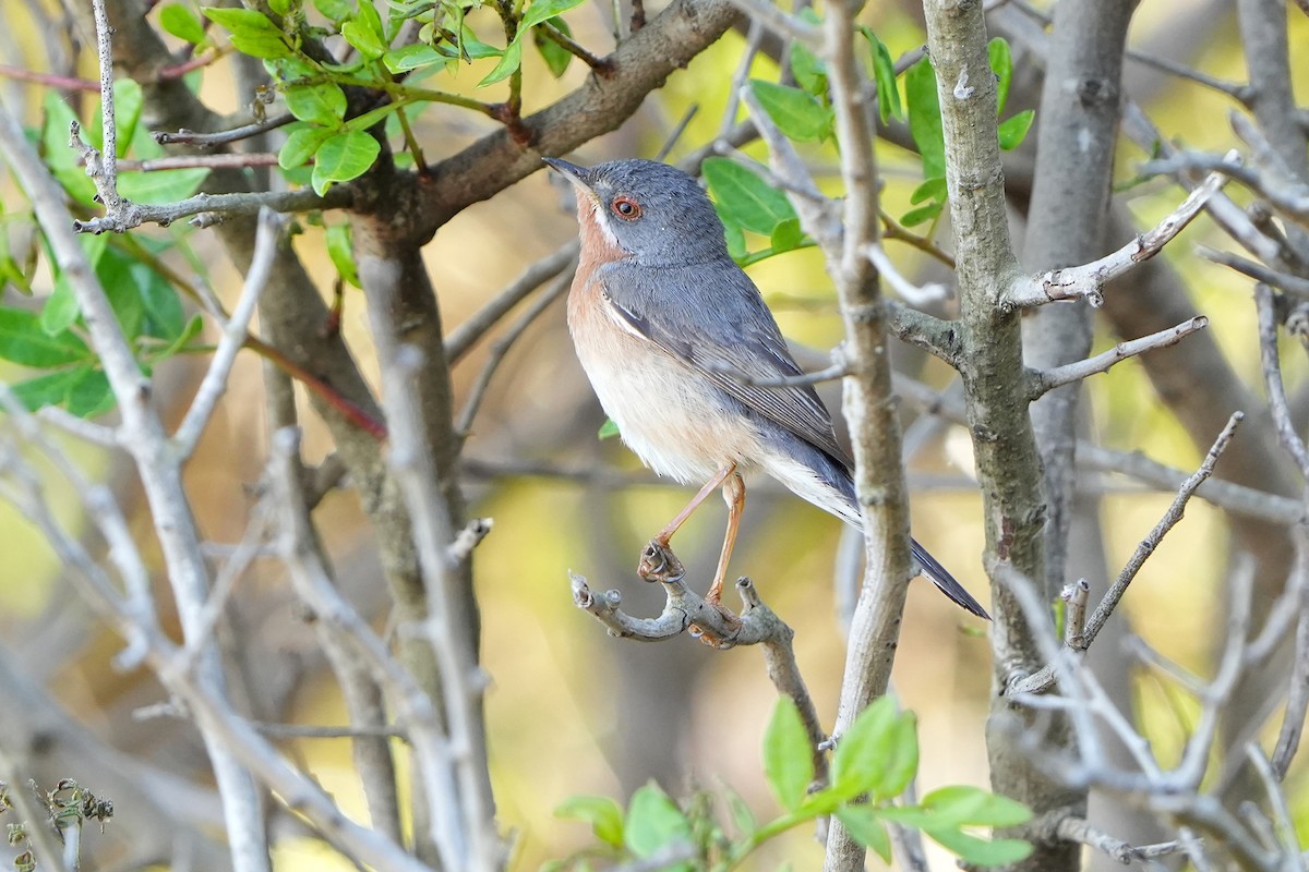 Curruca Carrasqueña Occidental/Carrasqueña Oriental - ML594571751