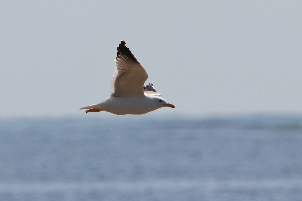 Lesser Black-backed Gull (Heuglin's) - ML594572461