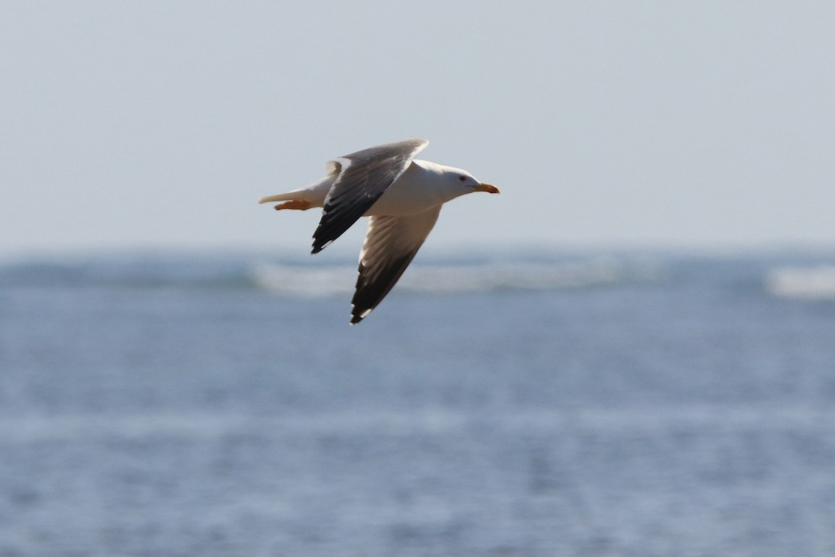 Lesser Black-backed Gull (Heuglin's) - ML594572471