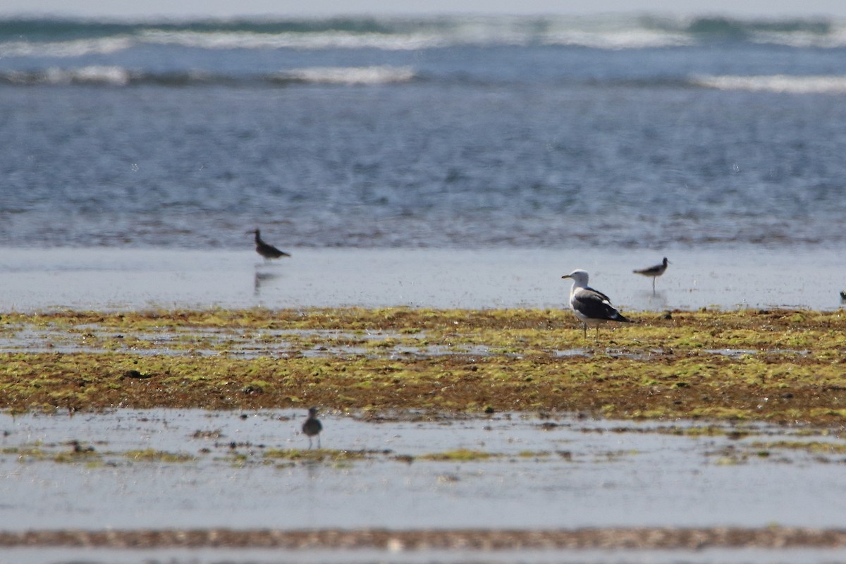 Lesser Black-backed Gull (Heuglin's) - Magdalena Jędro