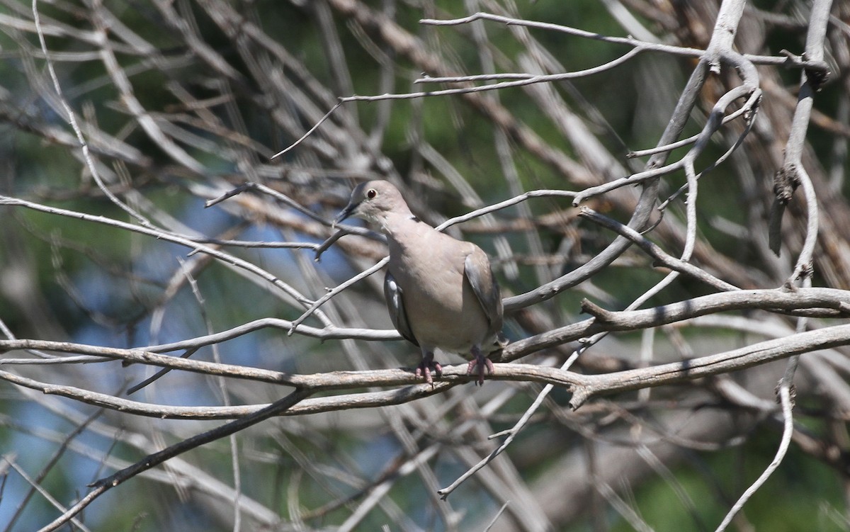 Eurasian Collared-Dove - ML594572801