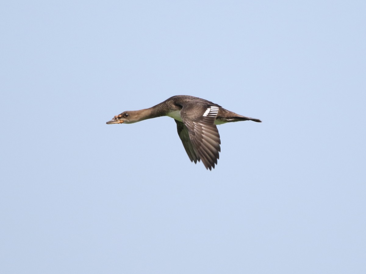 Hooded Merganser - ML594573451