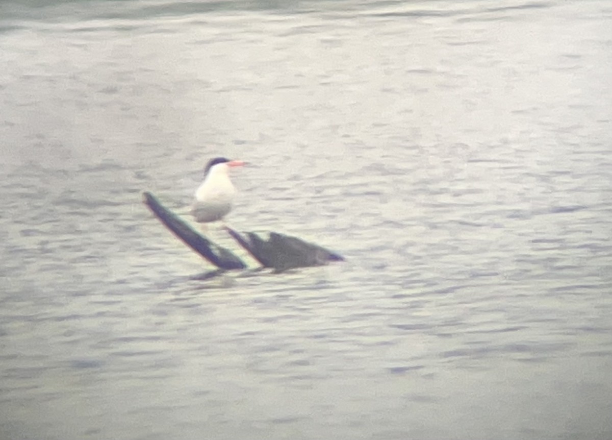 Forster's Tern - ML594573541