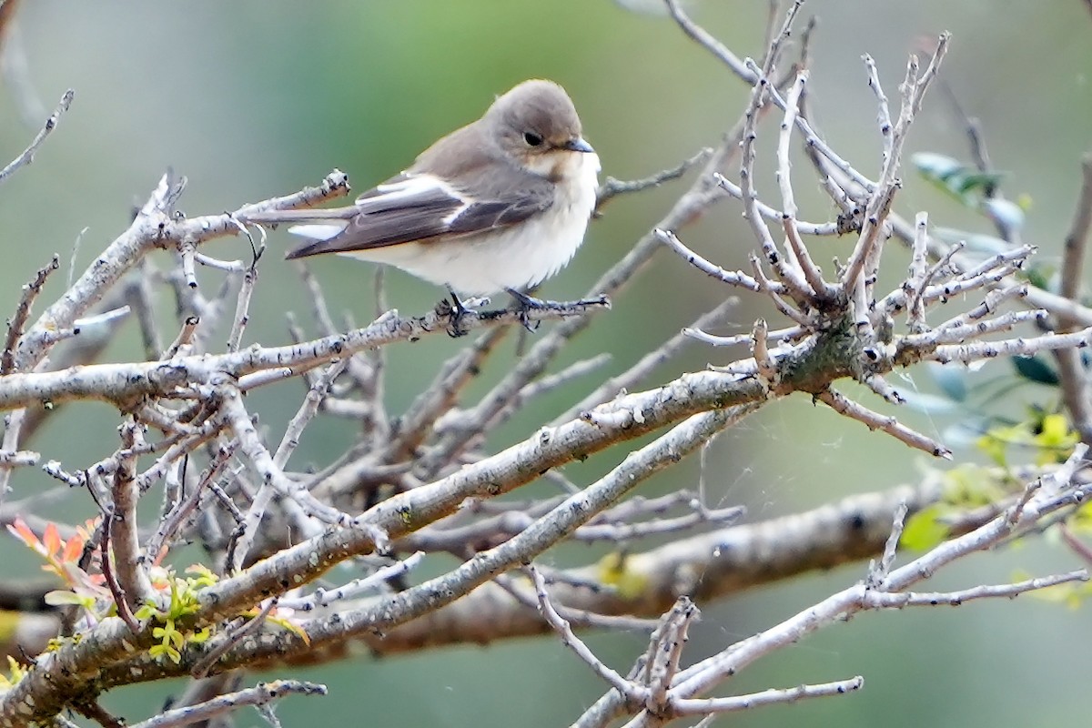 European Pied/Atlas Flycatcher - Daniel López-Velasco | Ornis Birding Expeditions