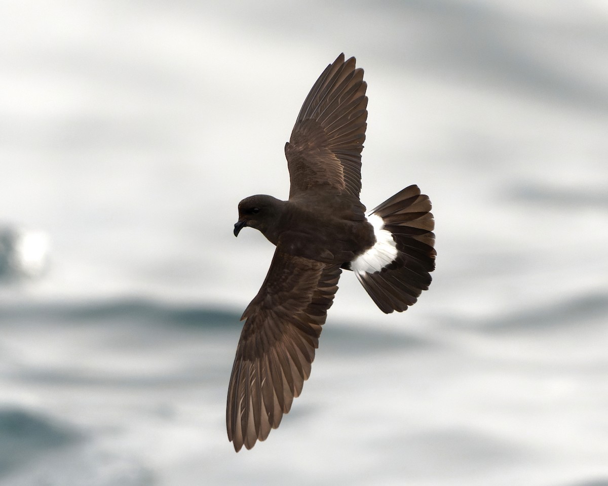 Océanite tempête (pelagicus) - ML594574211