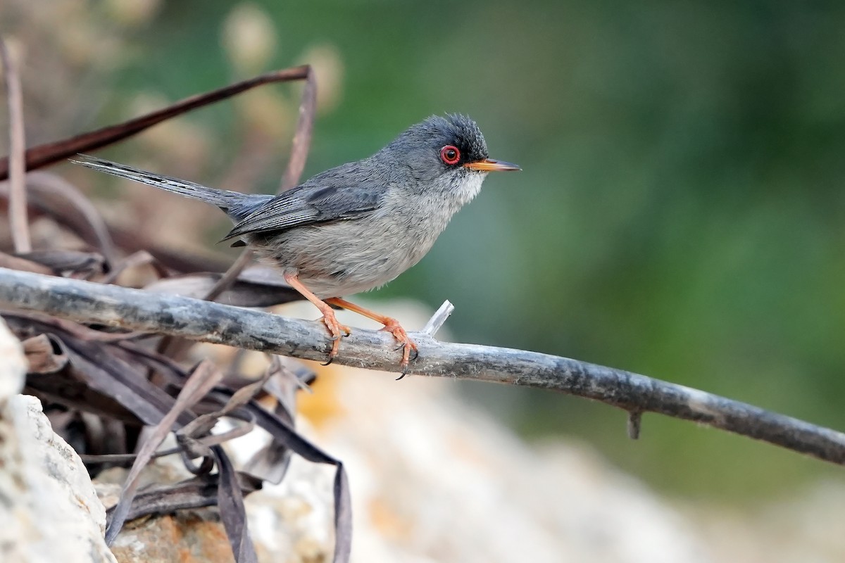 Balearic Warbler - Daniel López-Velasco | Ornis Birding Expeditions