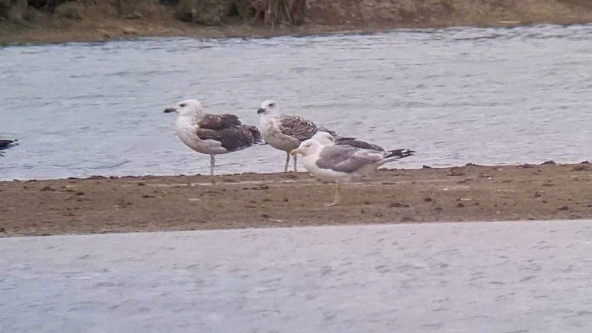 Yellow-legged Gull - Sam  O'Donnell