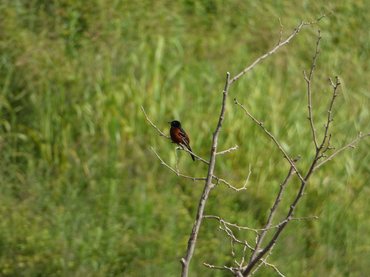 Orchard Oriole - ML594575311