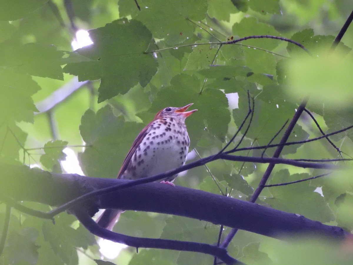 Wood Thrush - ML594575531