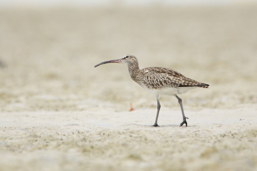 Whimbrel - ML594576741