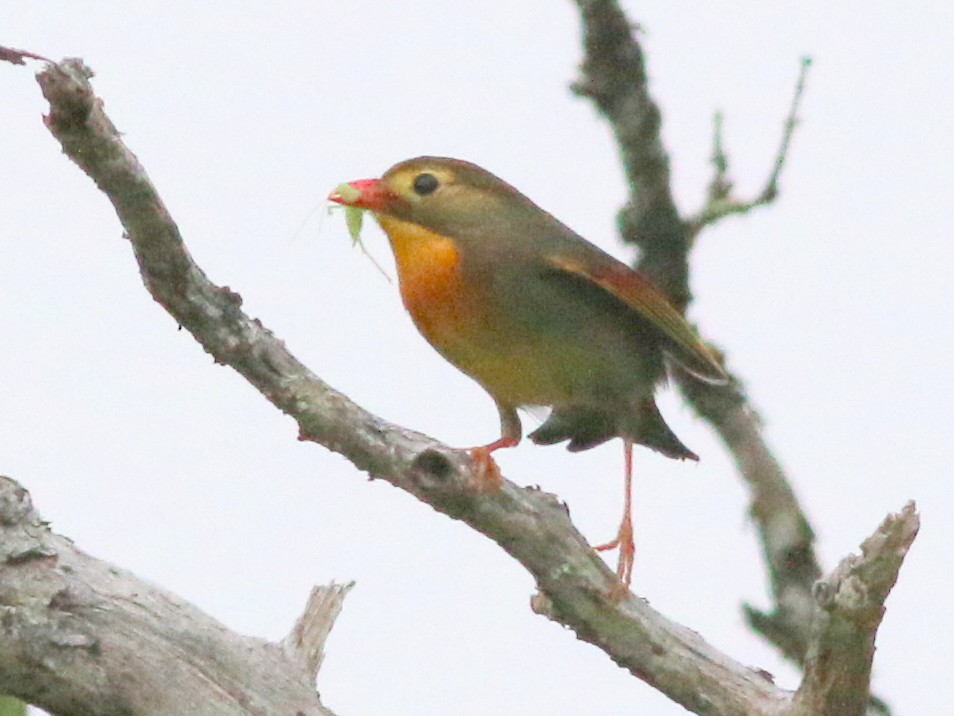 ソウシチョウ - ML59457691