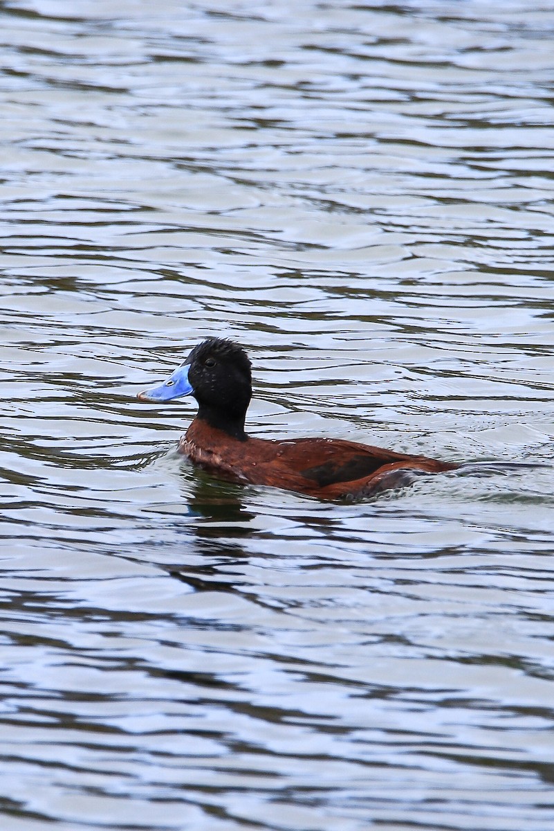 Lake Duck - ML594577621