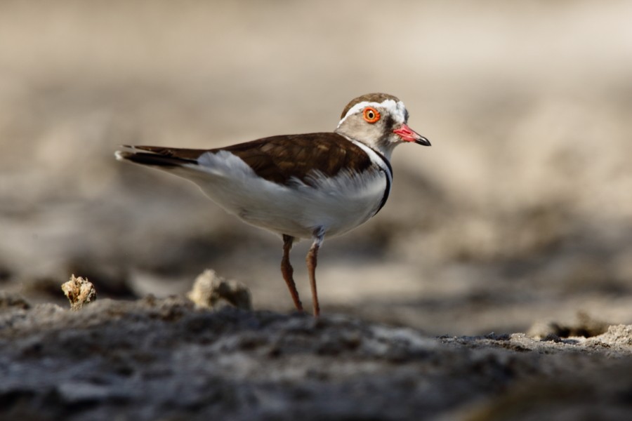 Three-banded Plover - ML594577711