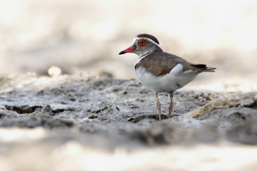 Three-banded Plover - ML594577721
