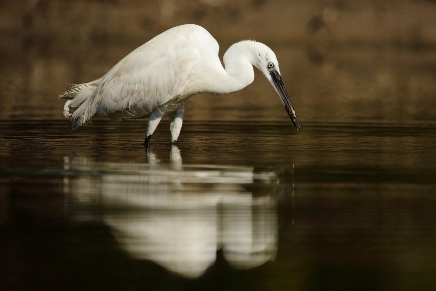 Little Egret - Grzegorz Jędro