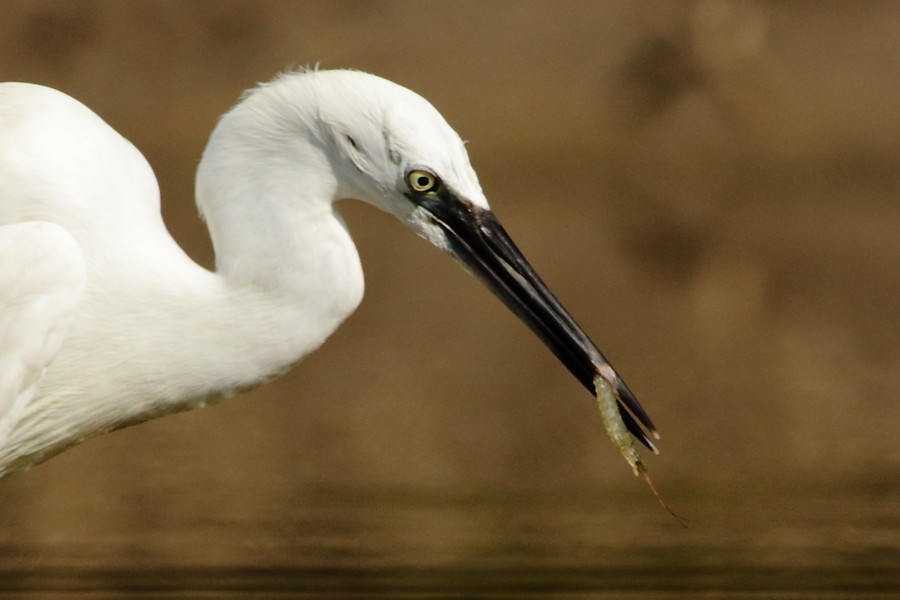 Little Egret - Grzegorz Jędro