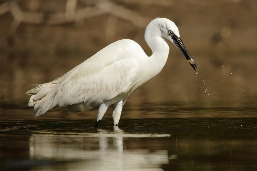 Little Egret - Grzegorz Jędro