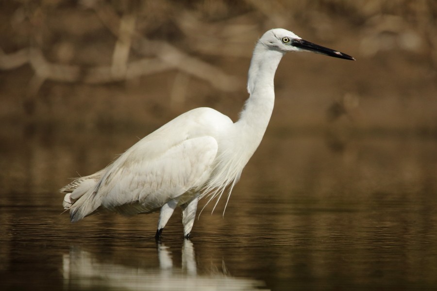 Little Egret - Grzegorz Jędro