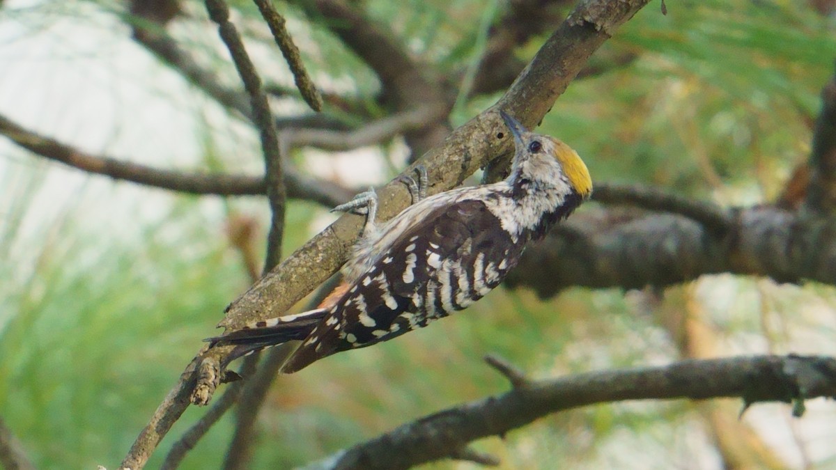 Brown-fronted Woodpecker - ML594578021