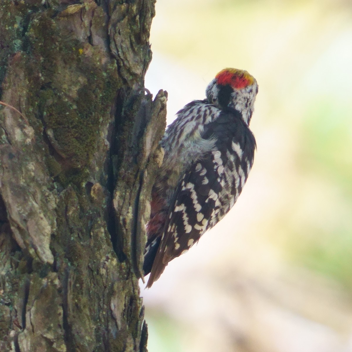 Brown-fronted Woodpecker - ML594578031