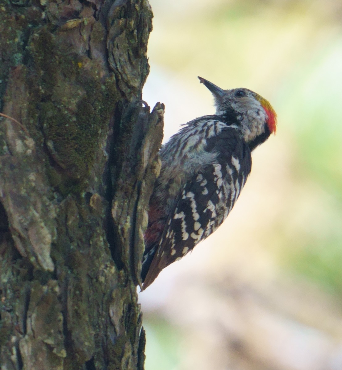 Brown-fronted Woodpecker - ML594578041